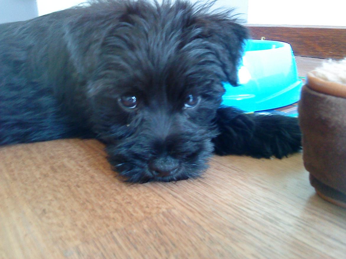 Dvaergschnauzer Eddie billede 16