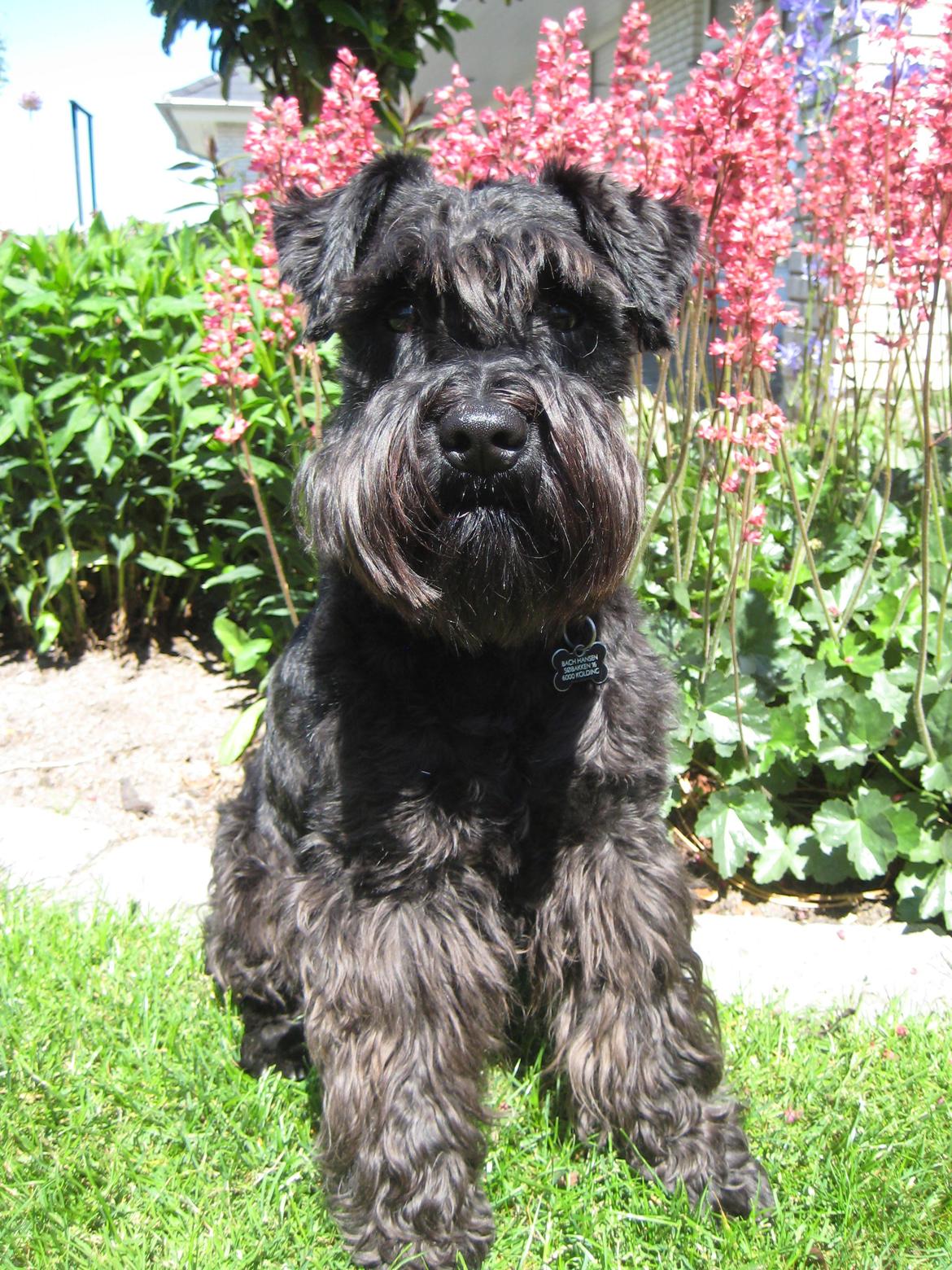 Dvaergschnauzer Eddie - Velkommen til Eddies profil :) Smid gerne en kommentar og en bedømmelse :) billede 1