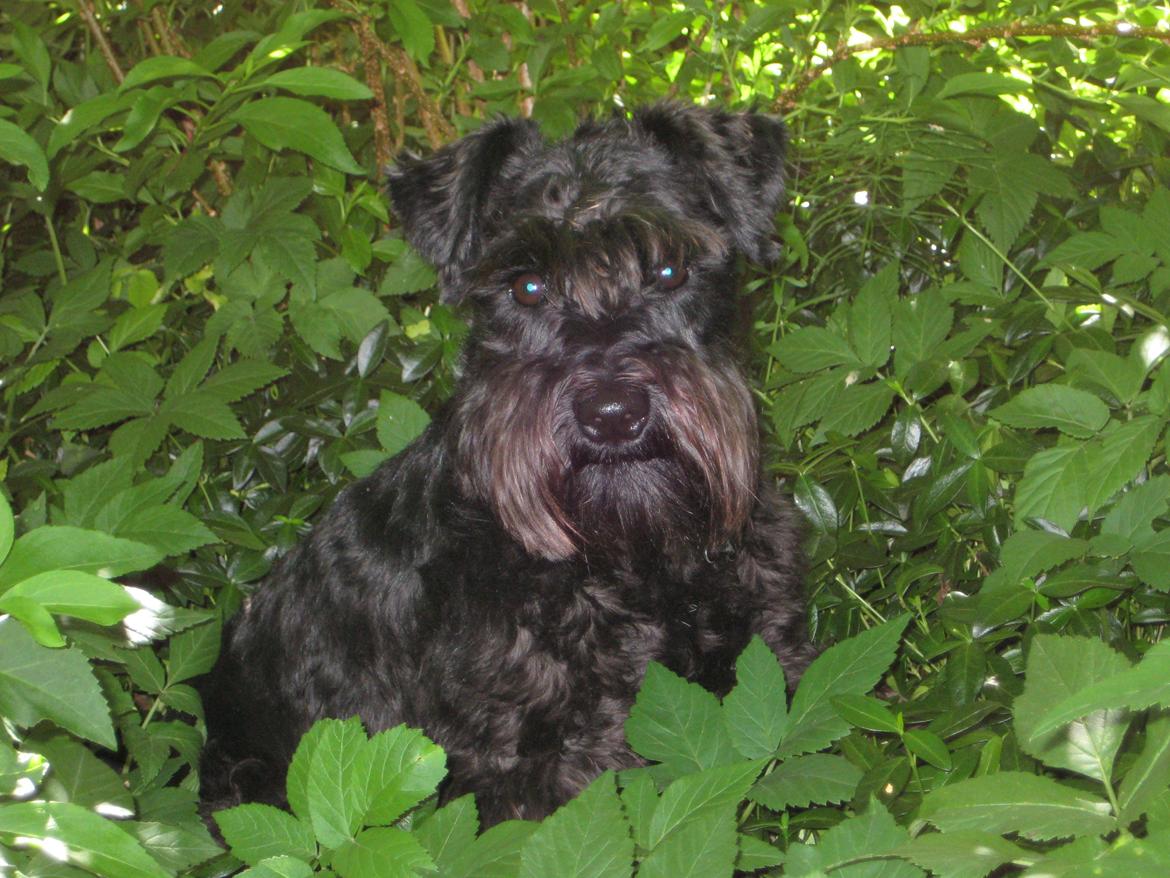 Dvaergschnauzer Eddie - Eddie i sommers billede 3