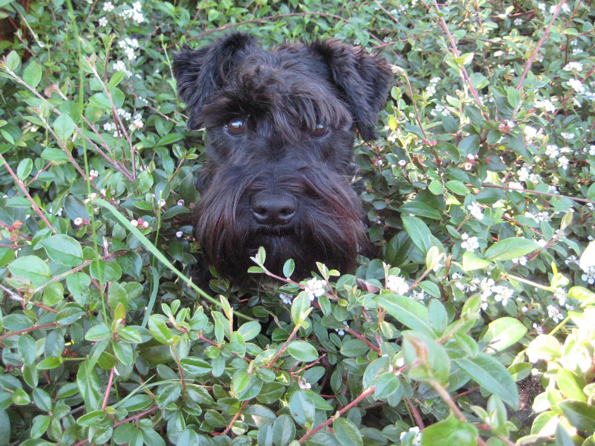 Dvaergschnauzer Eddie billede 8