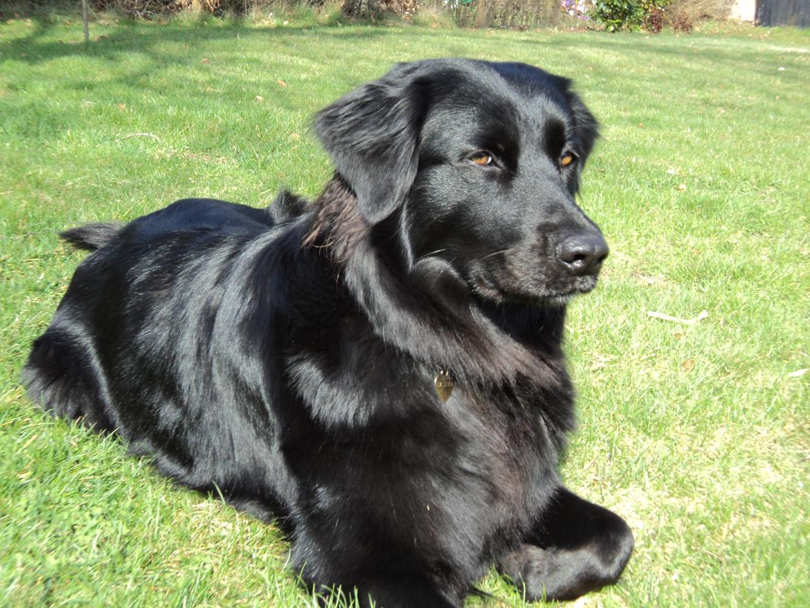 Blanding af racer Sasha - Velkommen til sasha's profil smid gerne en kommentar og bedømmelse.. Her skinner hun som de smukkeste diamanter billede 1