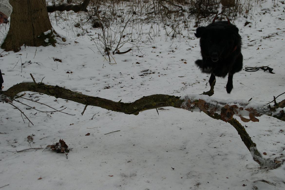 Blanding af racer Sasha - Haha jeg ser sjov ud når jeg springer billede 3