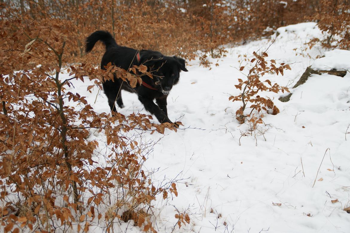 Blanding af racer Sasha - Op af bakken billede 4