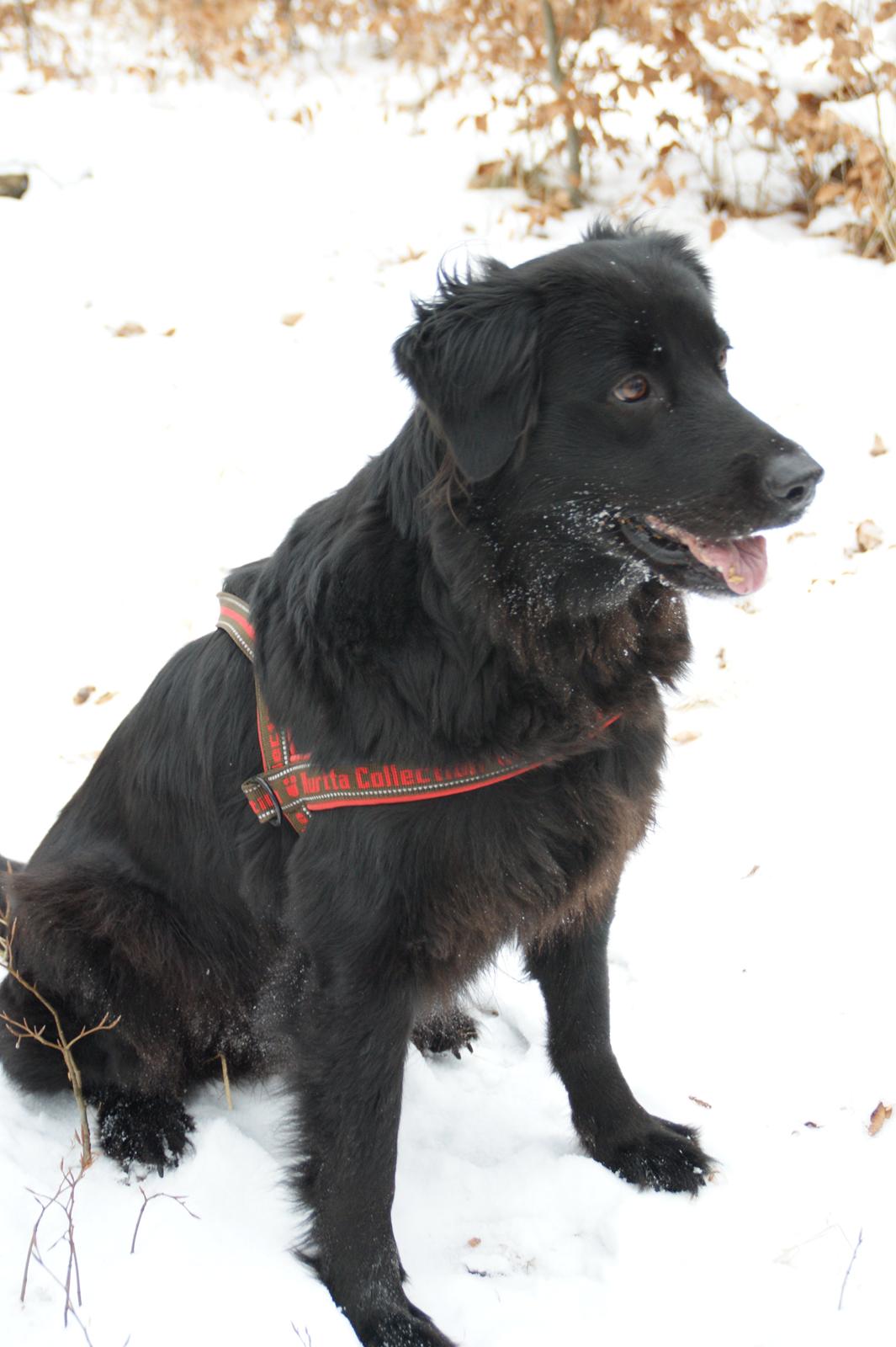 Blanding af racer Sasha billede 5