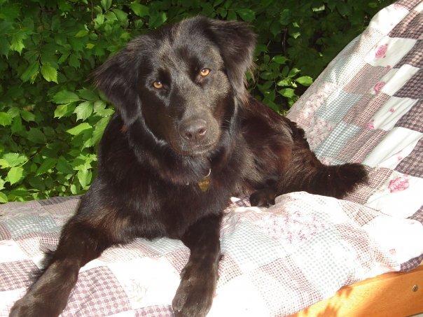 Blanding af racer Sasha - Wow virkelig smuk hund billede 7