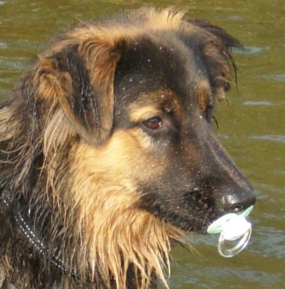Blanding af racer Valter - Fandt lige en barnesut i søen - mon den er god? Prøver lige :-) billede 17