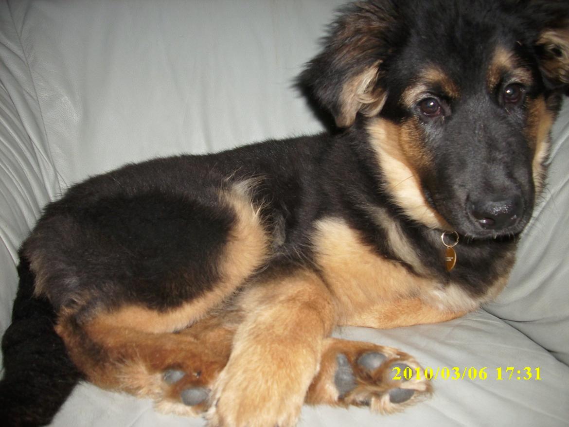 Blanding af racer Valter - Mig som lille :-) billede 10