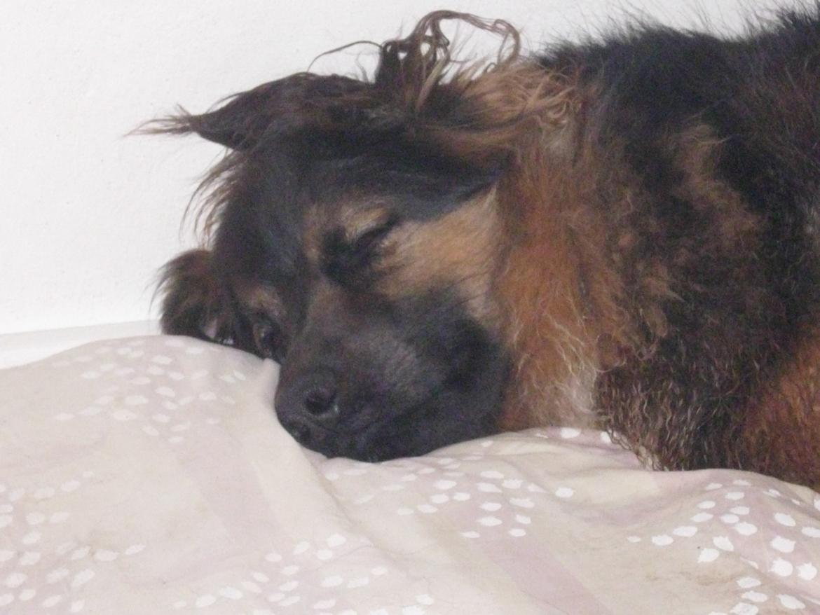 Blanding af racer Valter - En lur på puden. billede 20