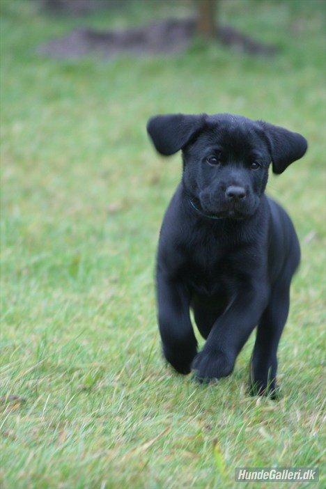 Labrador retriever mary billede 1