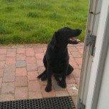 Labrador retriever mary billede 2