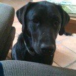 Labrador retriever mary billede 3