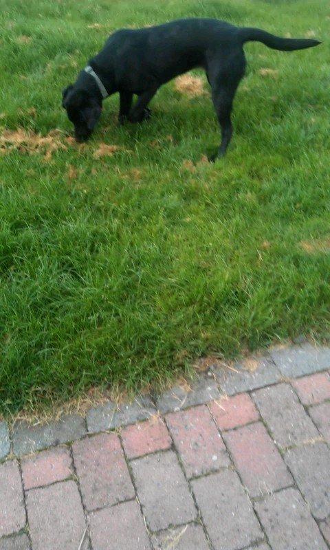 Labrador retriever mary billede 4