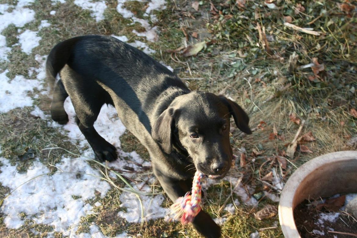 Labrador retriever mary billede 5