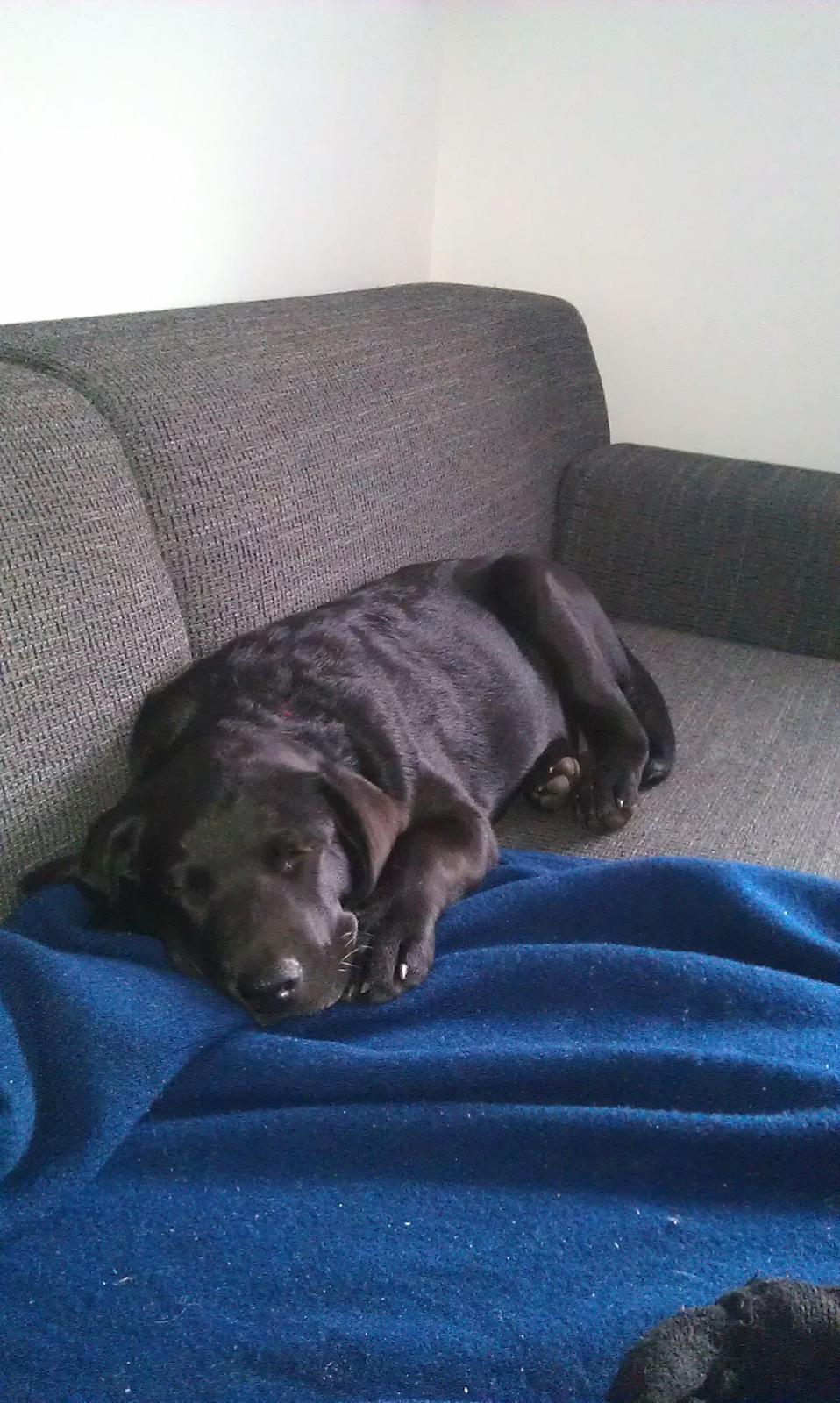 Labrador retriever mary billede 6