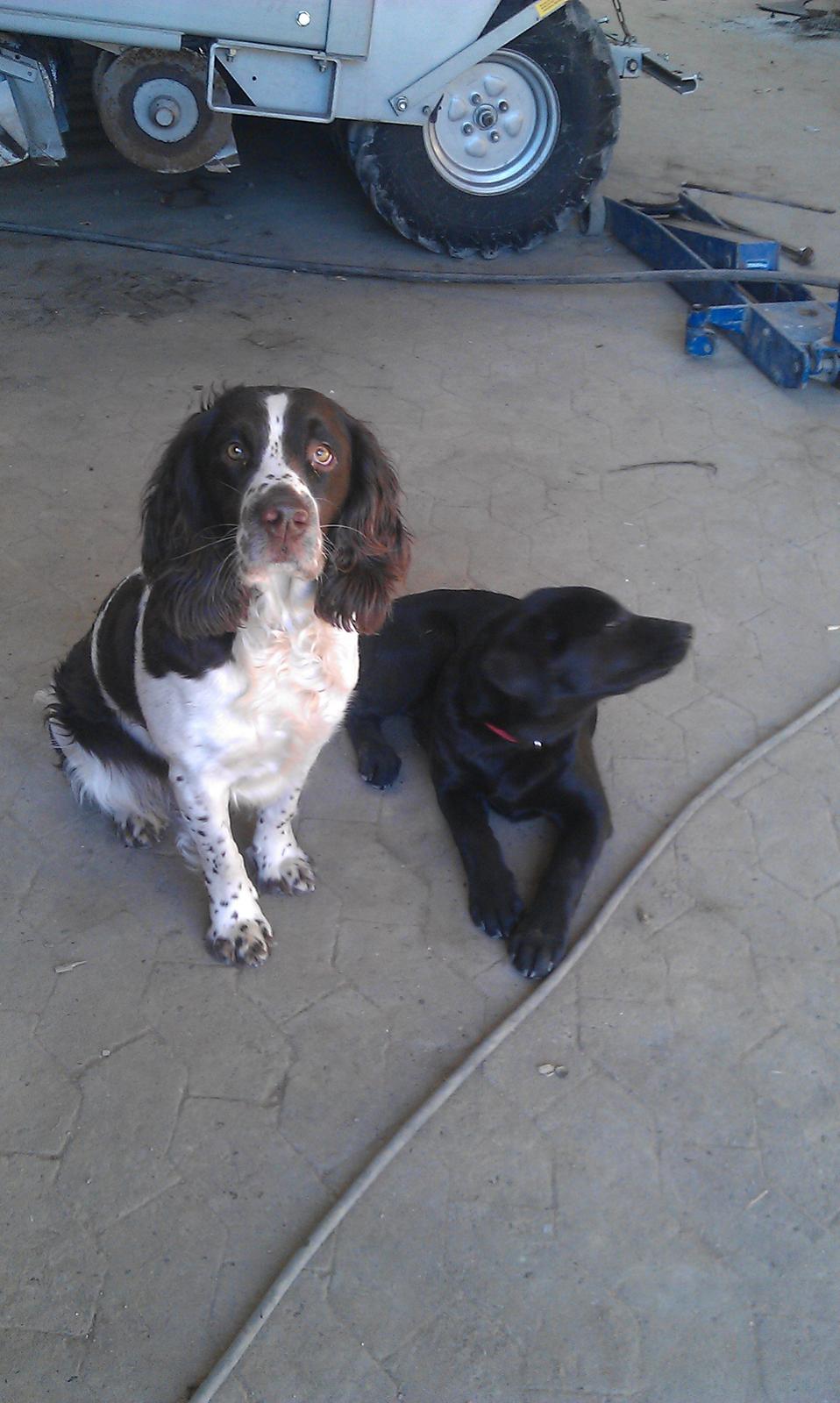 Labrador retriever mary billede 7