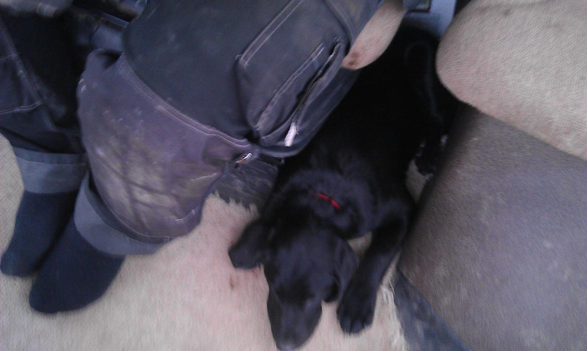 Labrador retriever mary billede 8