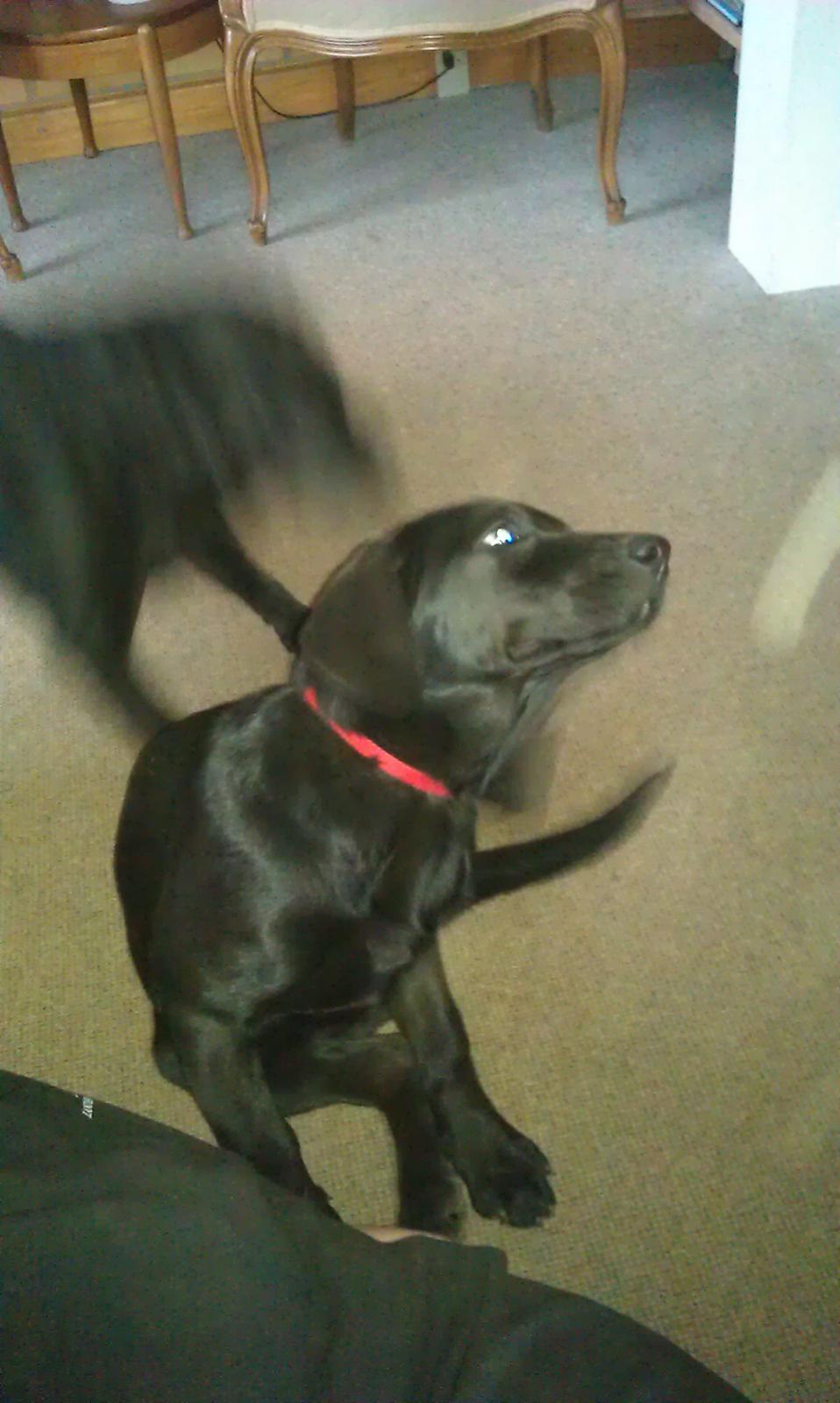 Labrador retriever mary billede 9