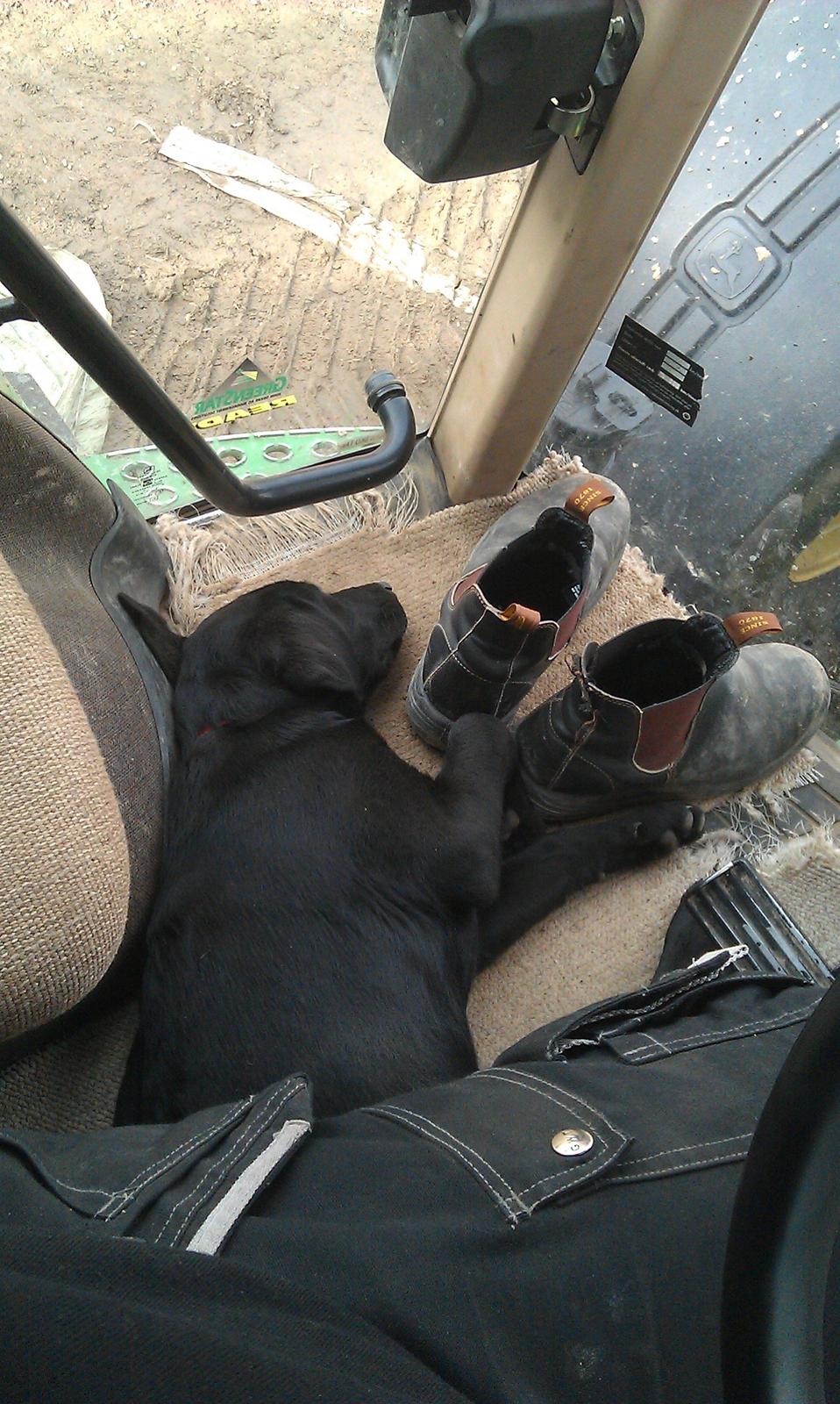 Labrador retriever mary billede 10