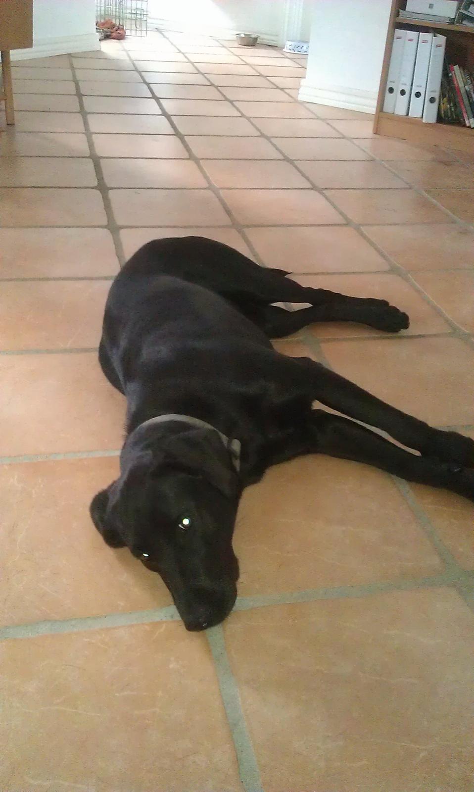 Labrador retriever mary billede 11