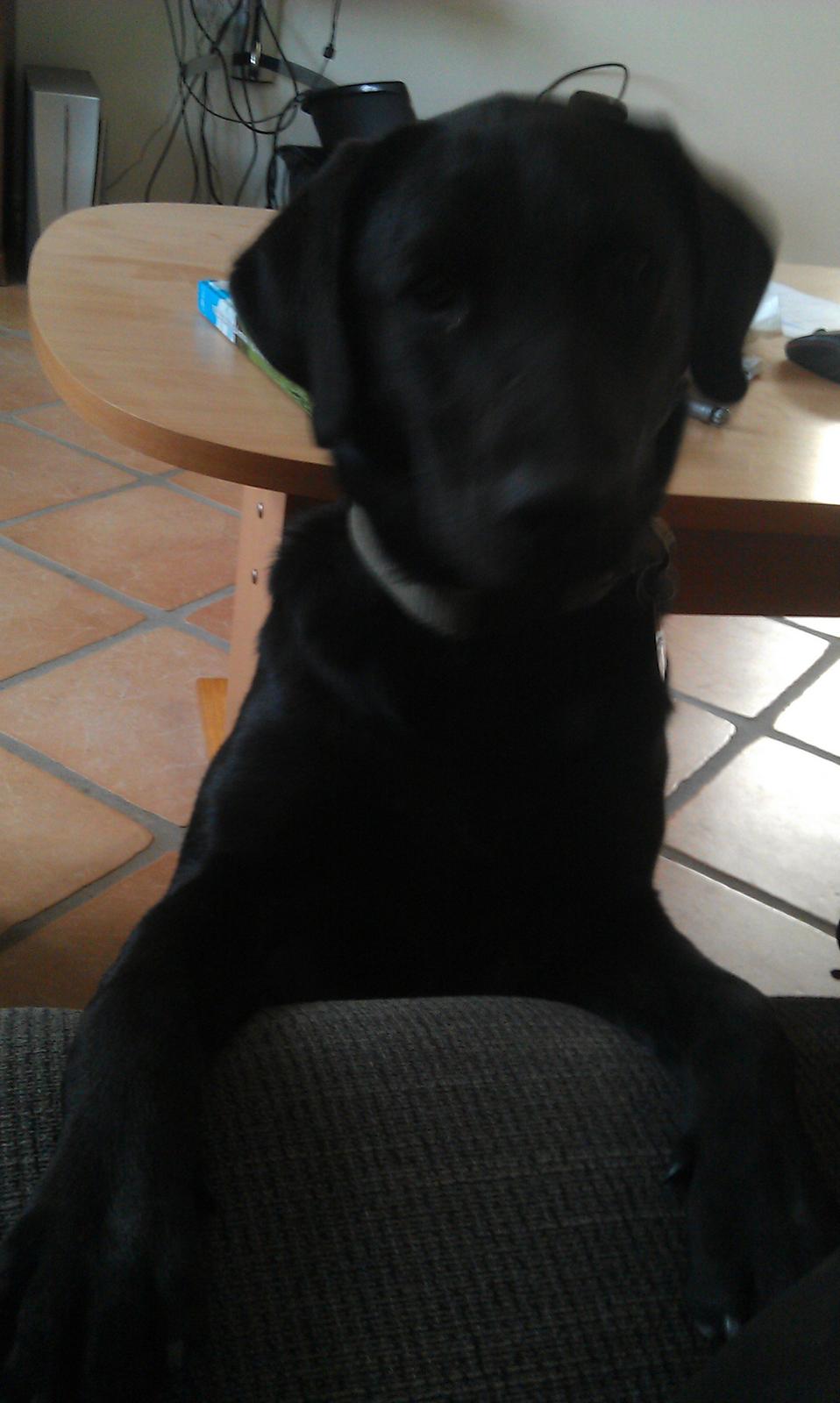 Labrador retriever mary billede 12