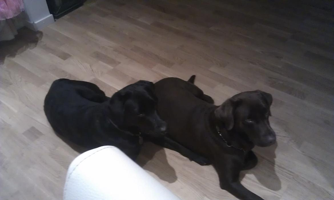 Labrador retriever mary billede 13