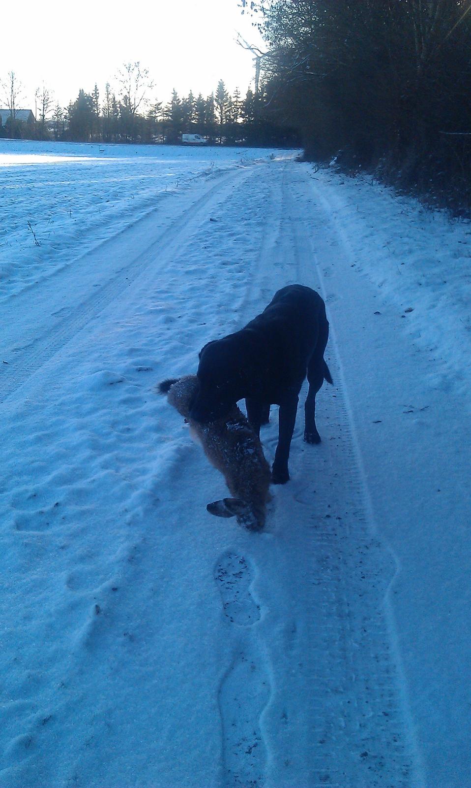 Labrador retriever mary billede 14
