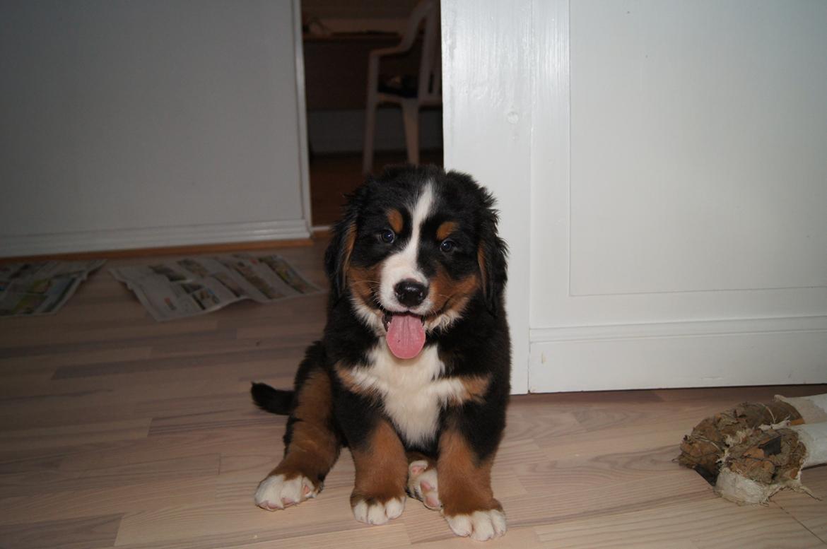 Berner sennenhund Amy billede 4