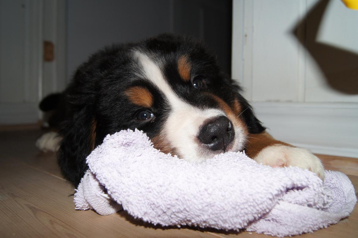 Berner sennenhund Amy billede 2