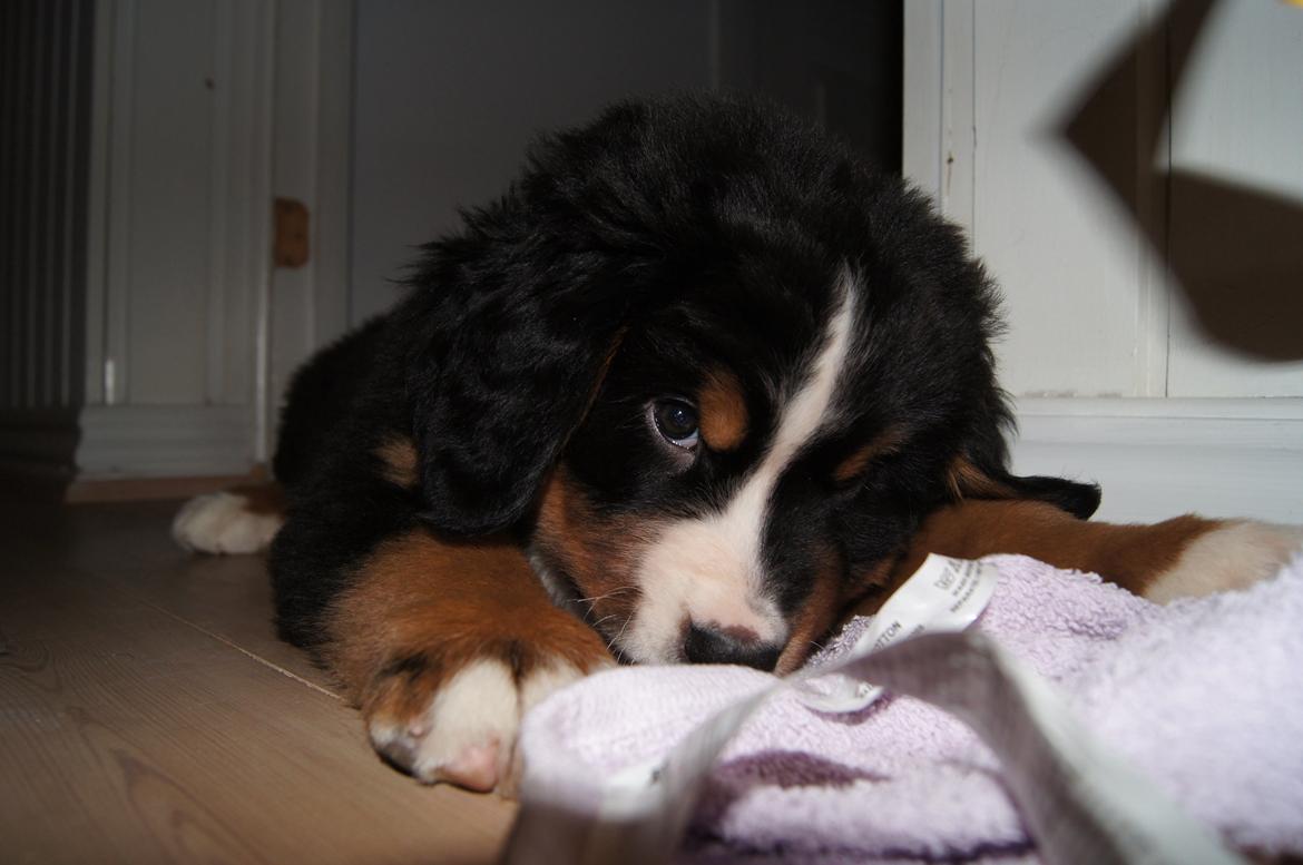 Berner sennenhund Amy billede 5