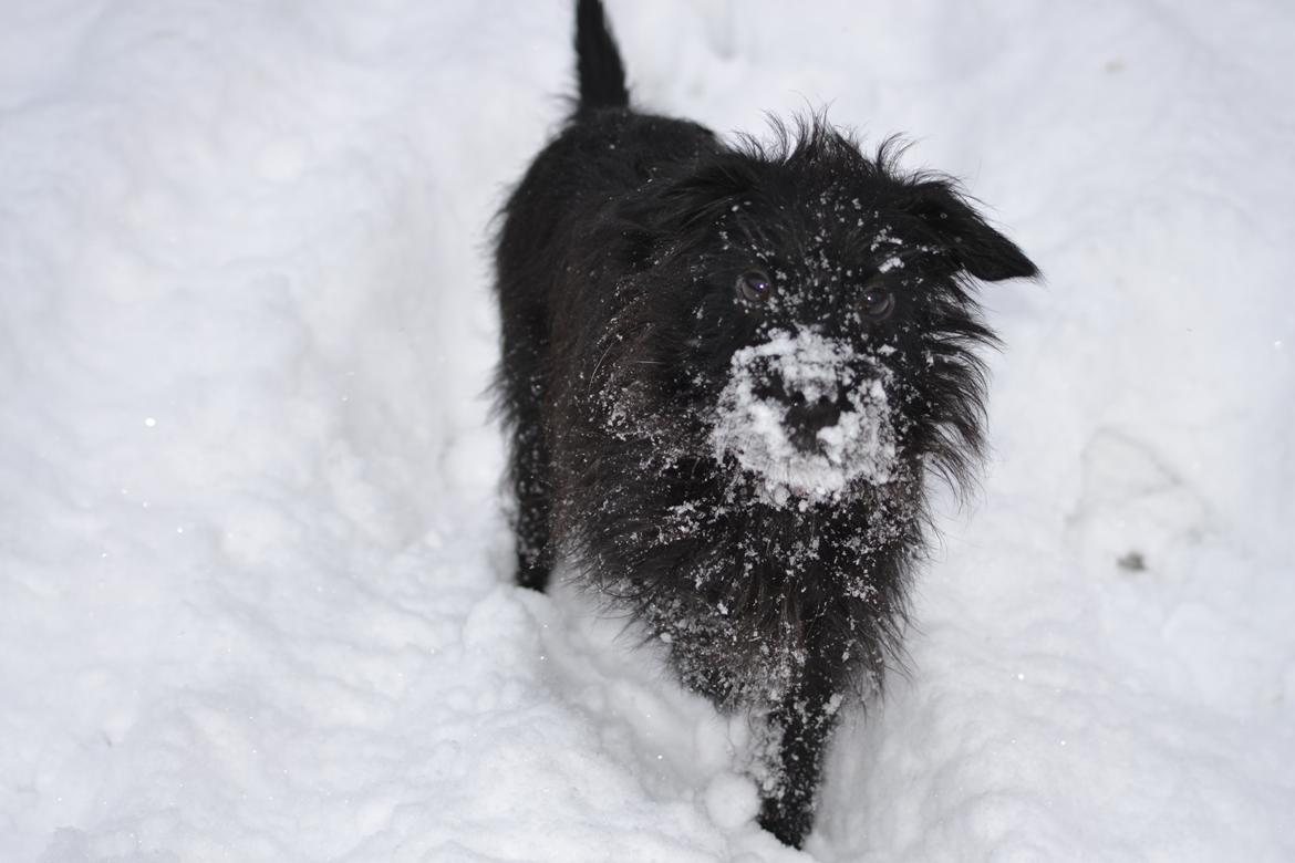 Blanding af racer Kvik <3 billede 9