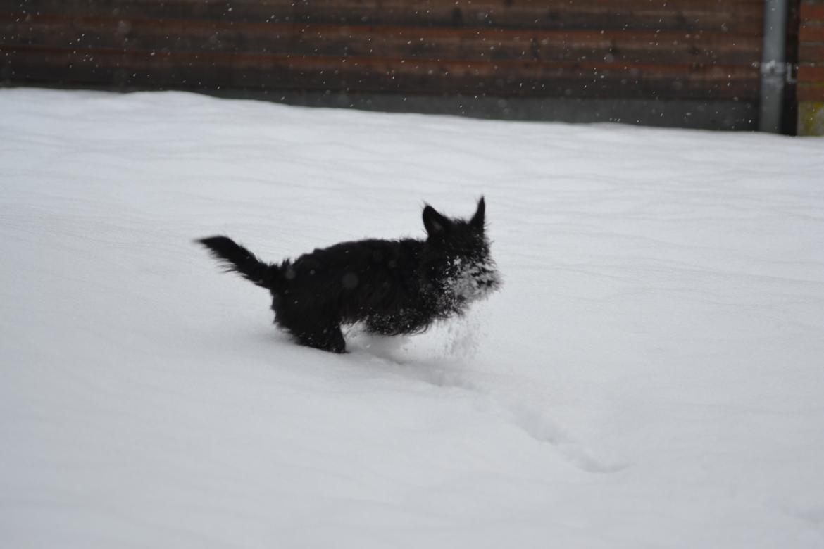 Blanding af racer Kvik <3 billede 10