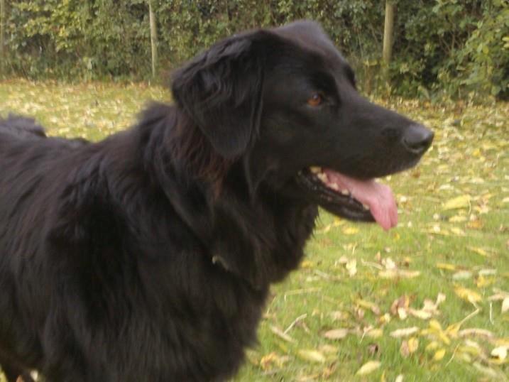 Blanding af racer Sasha - You are beautiful..! billede 6