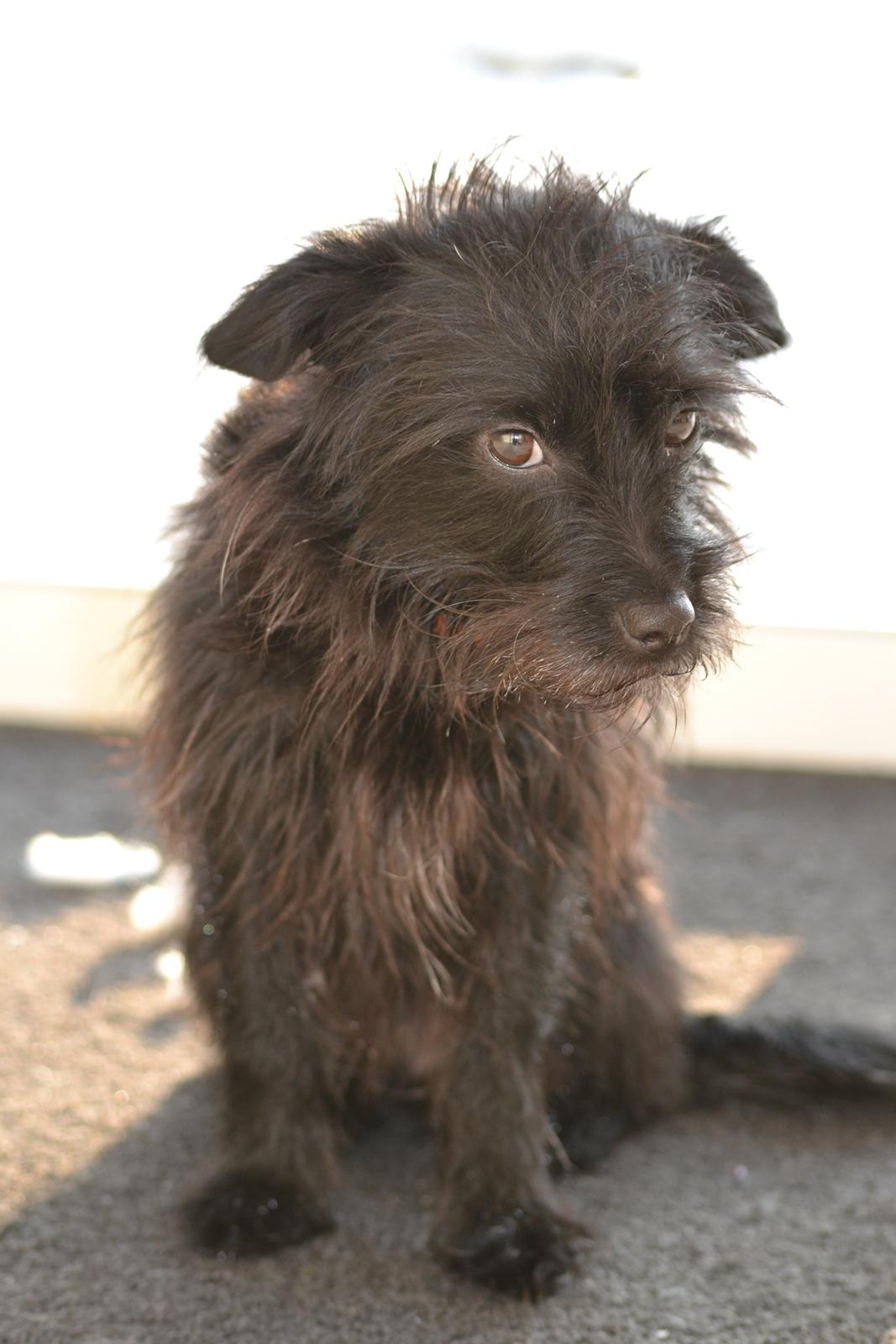 Blanding af racer Kvik <3 billede 11