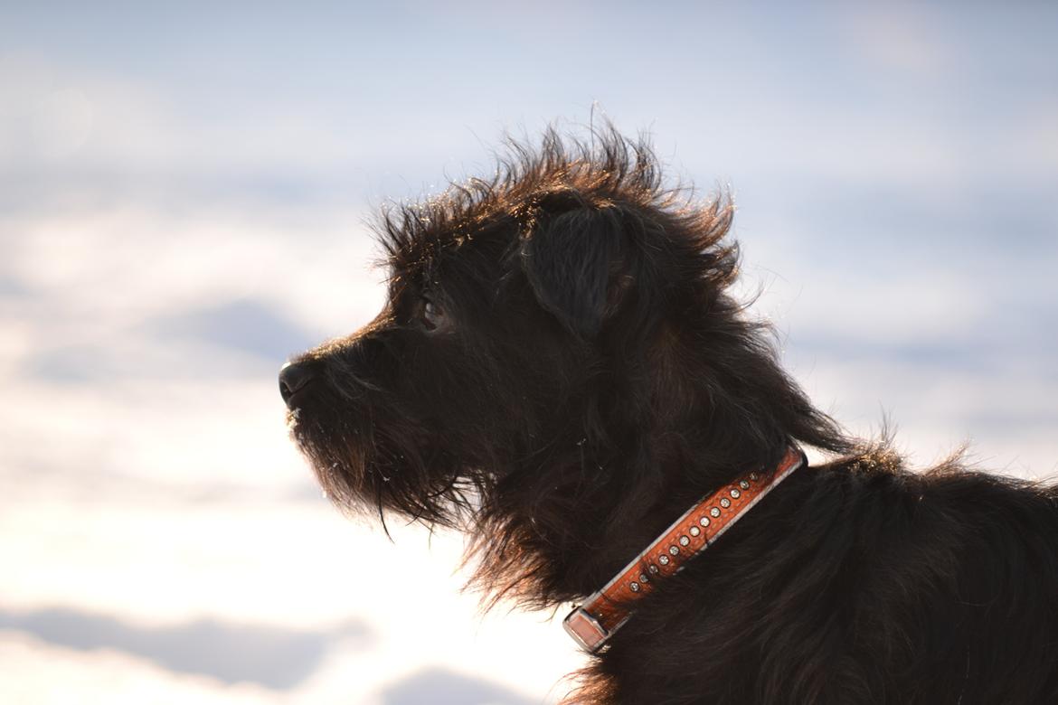 Blanding af racer Kvik <3 billede 12