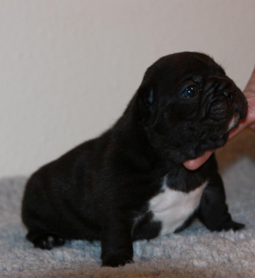 Fransk bulldog Bertha - Bertha´s hvalp, Cuba billede 6