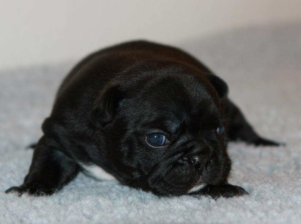 Fransk bulldog Bertha - Bertha´s datter, Prop billede 7