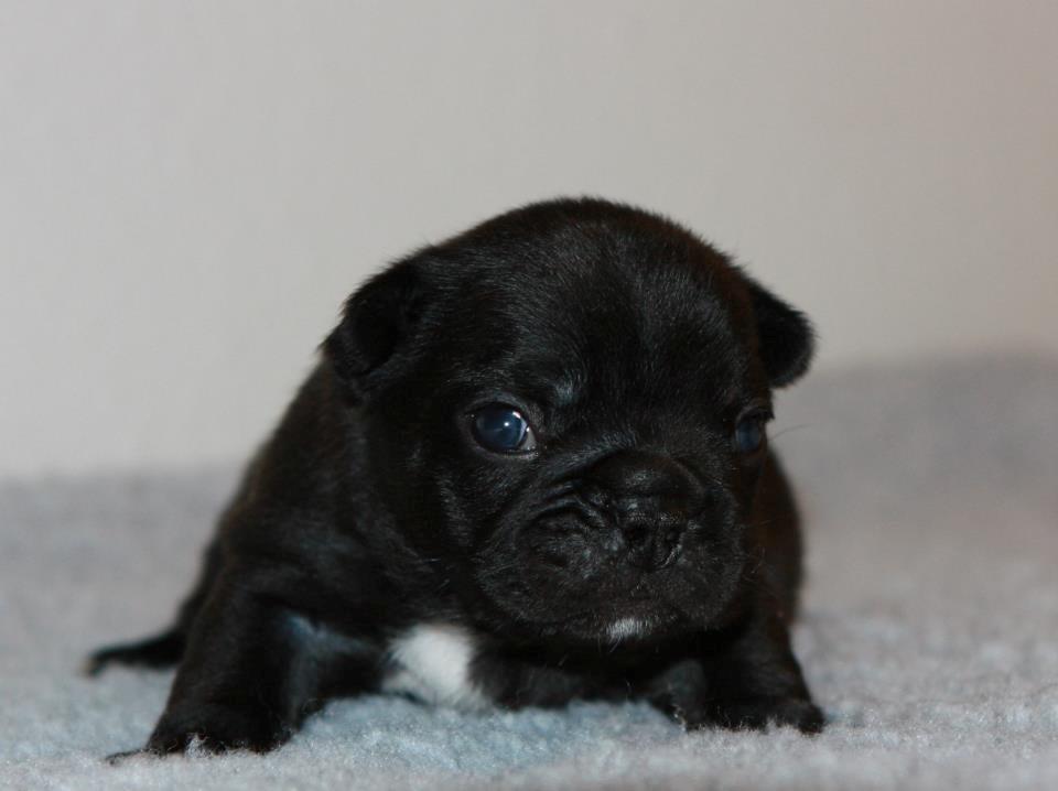 Fransk bulldog Bertha - Bertha´s hvalp, Victor billede 8