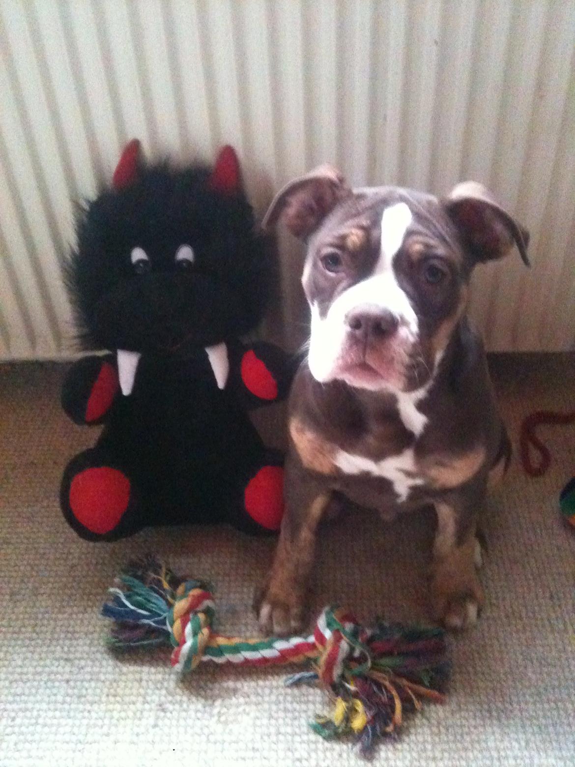 Olde english bulldogge Gizmo billede 1