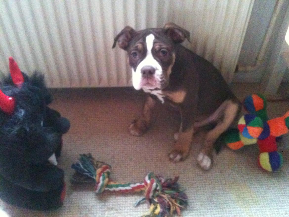 Olde english bulldogge Gizmo billede 2