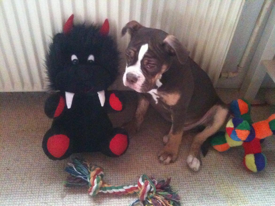 Olde english bulldogge Gizmo billede 3