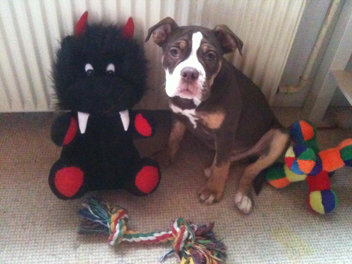 Olde english bulldogge Gizmo billede 4