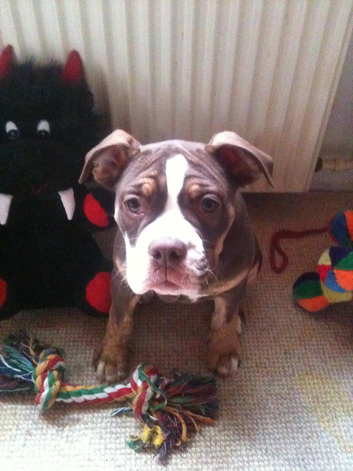 Olde english bulldogge Gizmo billede 5