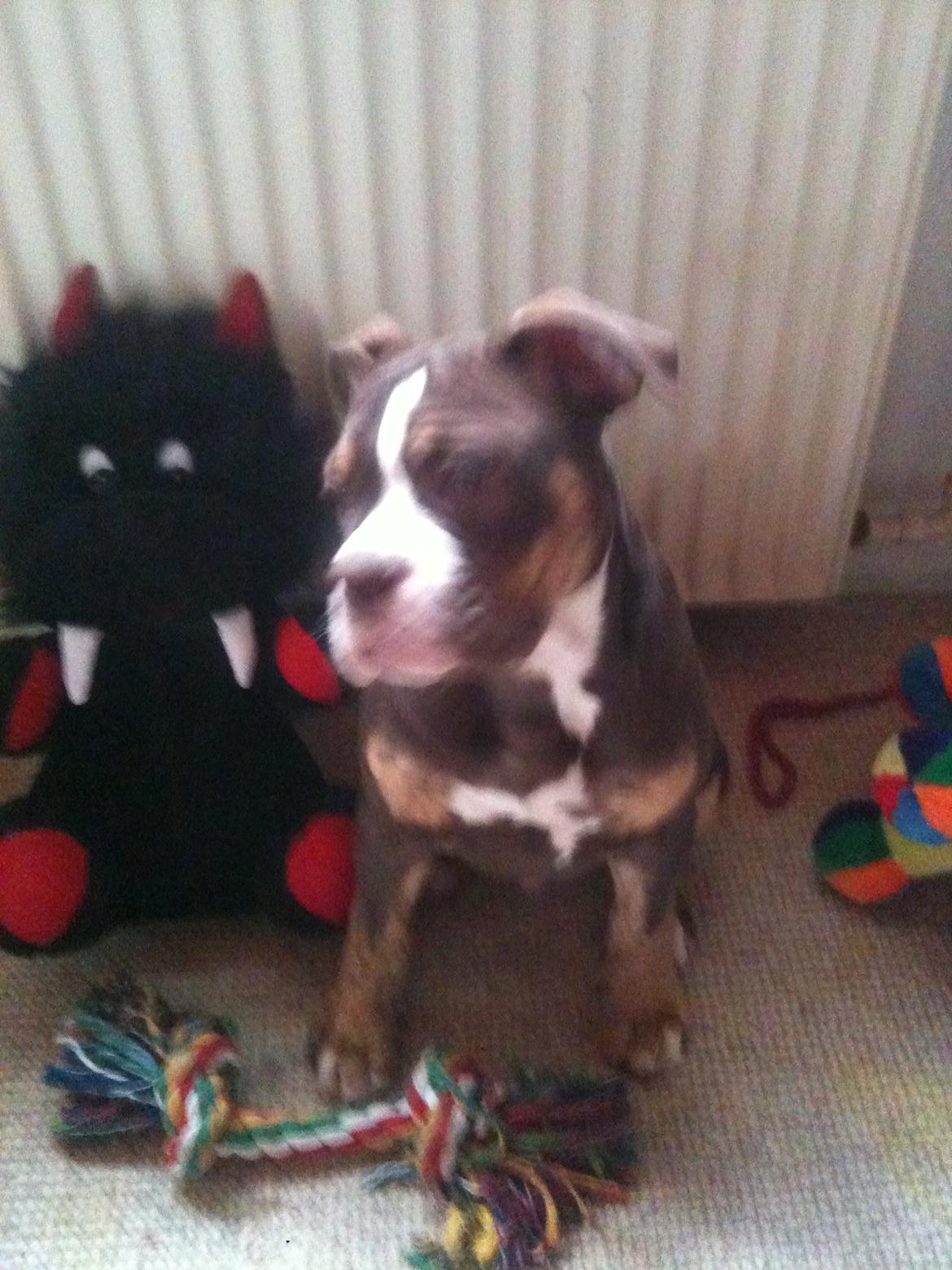 Olde english bulldogge Gizmo billede 6