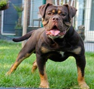 Olde english bulldogge Gizmo - Combat - Gizmo´s Far billede 13