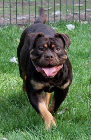 Olde english bulldogge Gizmo - Combat - Gizmo´s Far billede 12