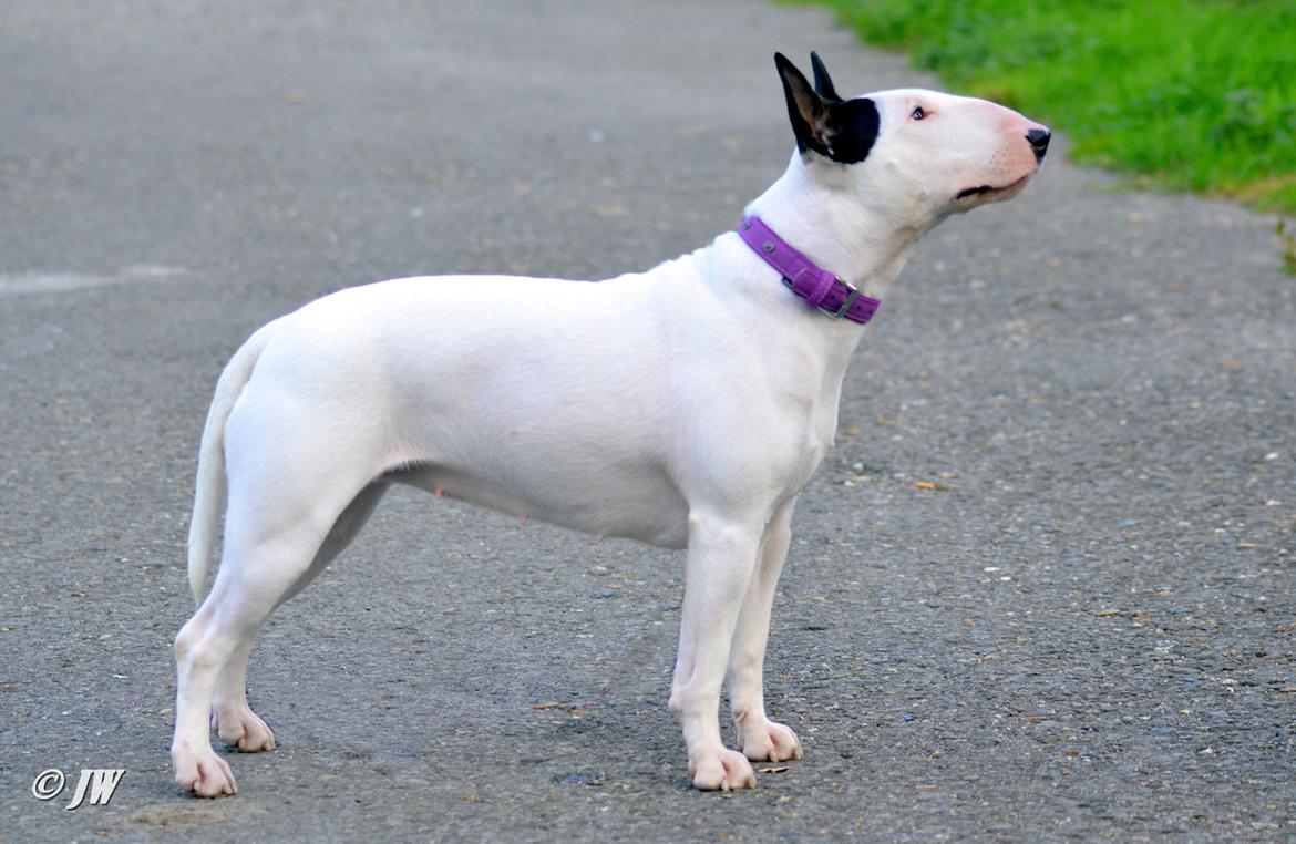 Bullterrier Chilli billede 2