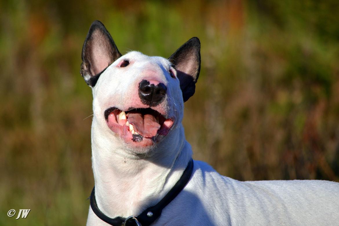 Bullterrier Chilli billede 1