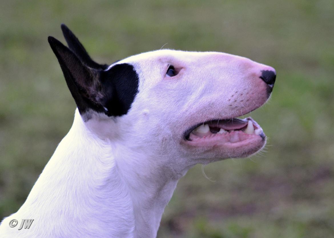 Bullterrier Chilli billede 10