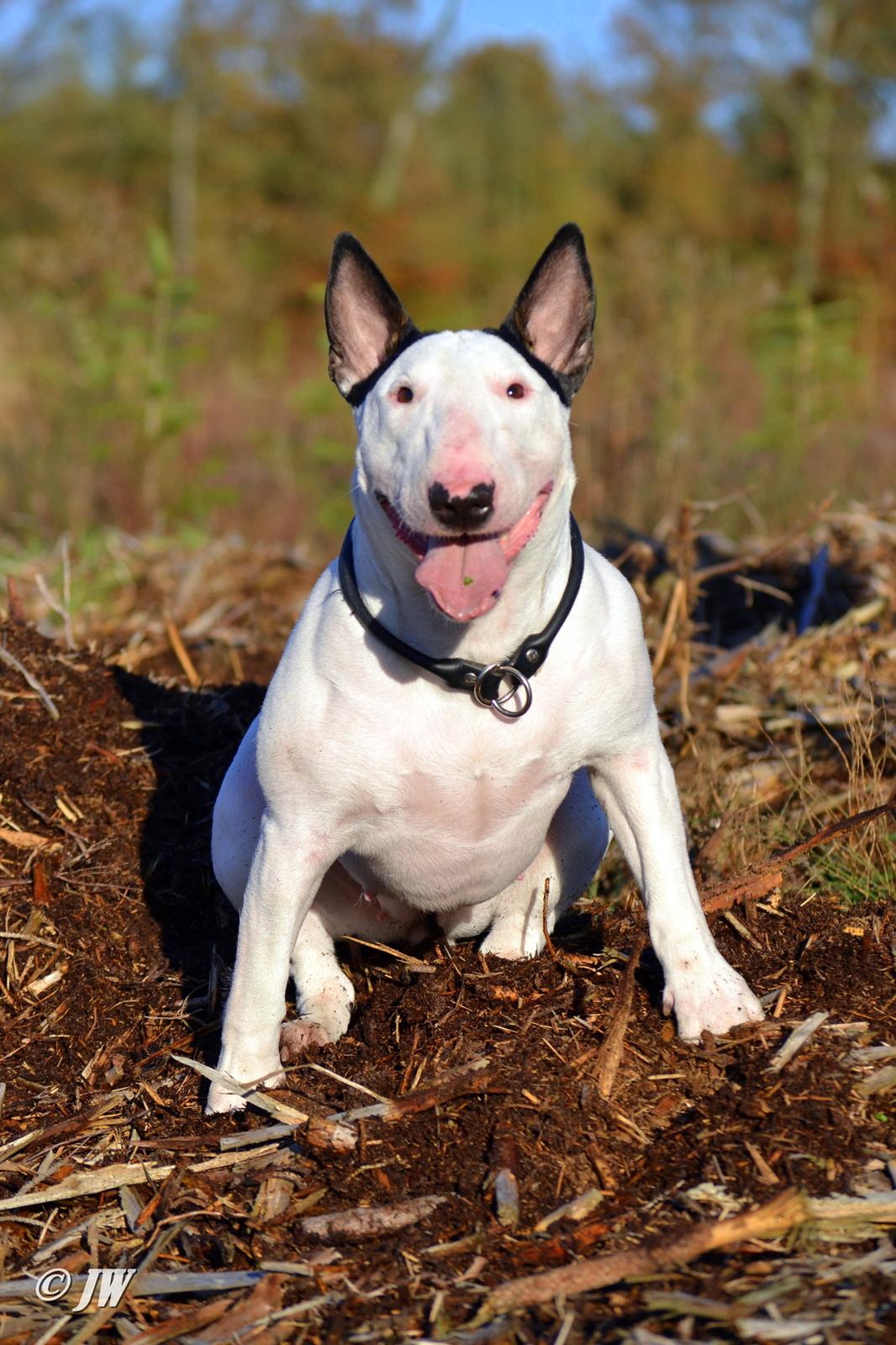 Bullterrier Chilli billede 4