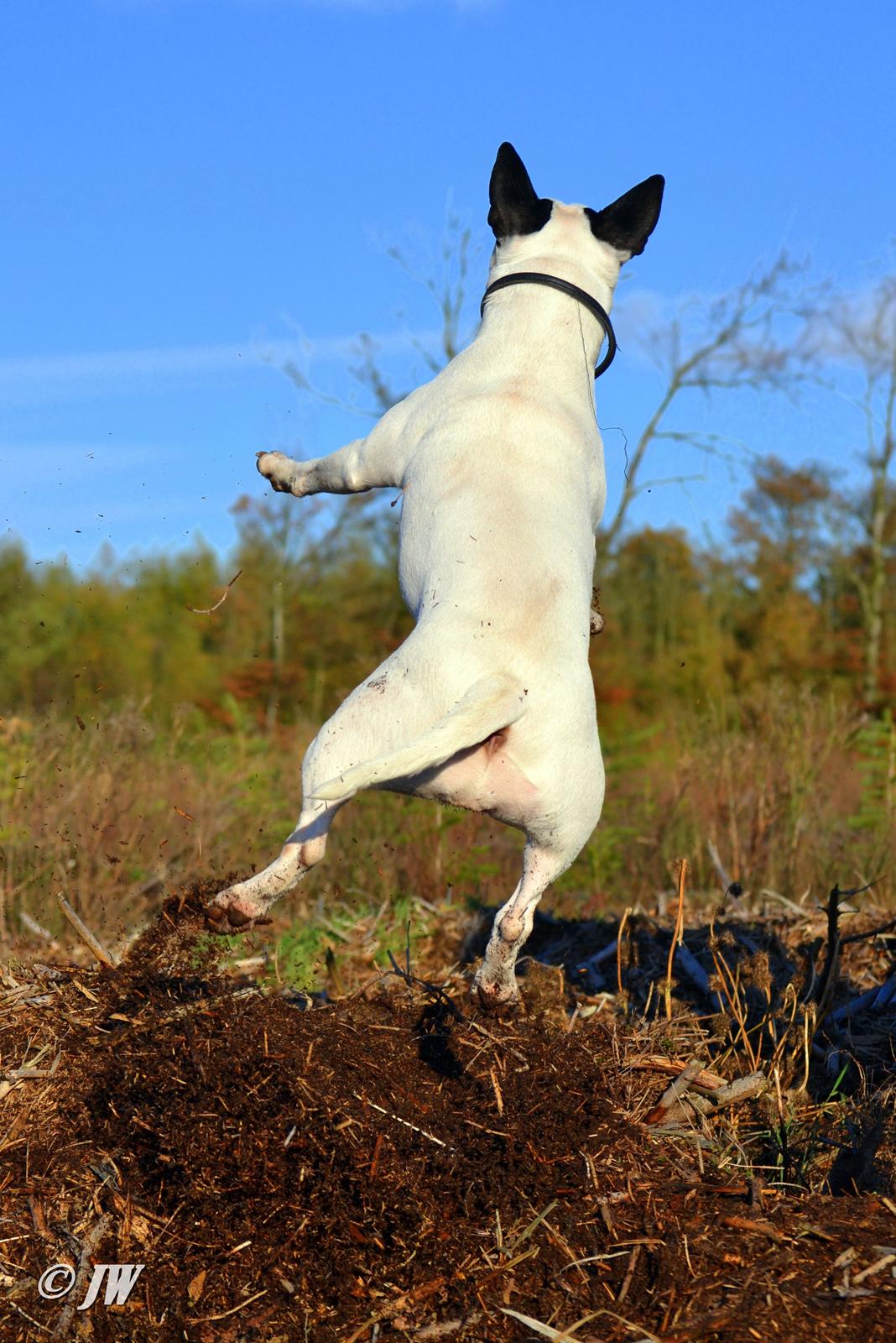 Bullterrier Chilli billede 20
